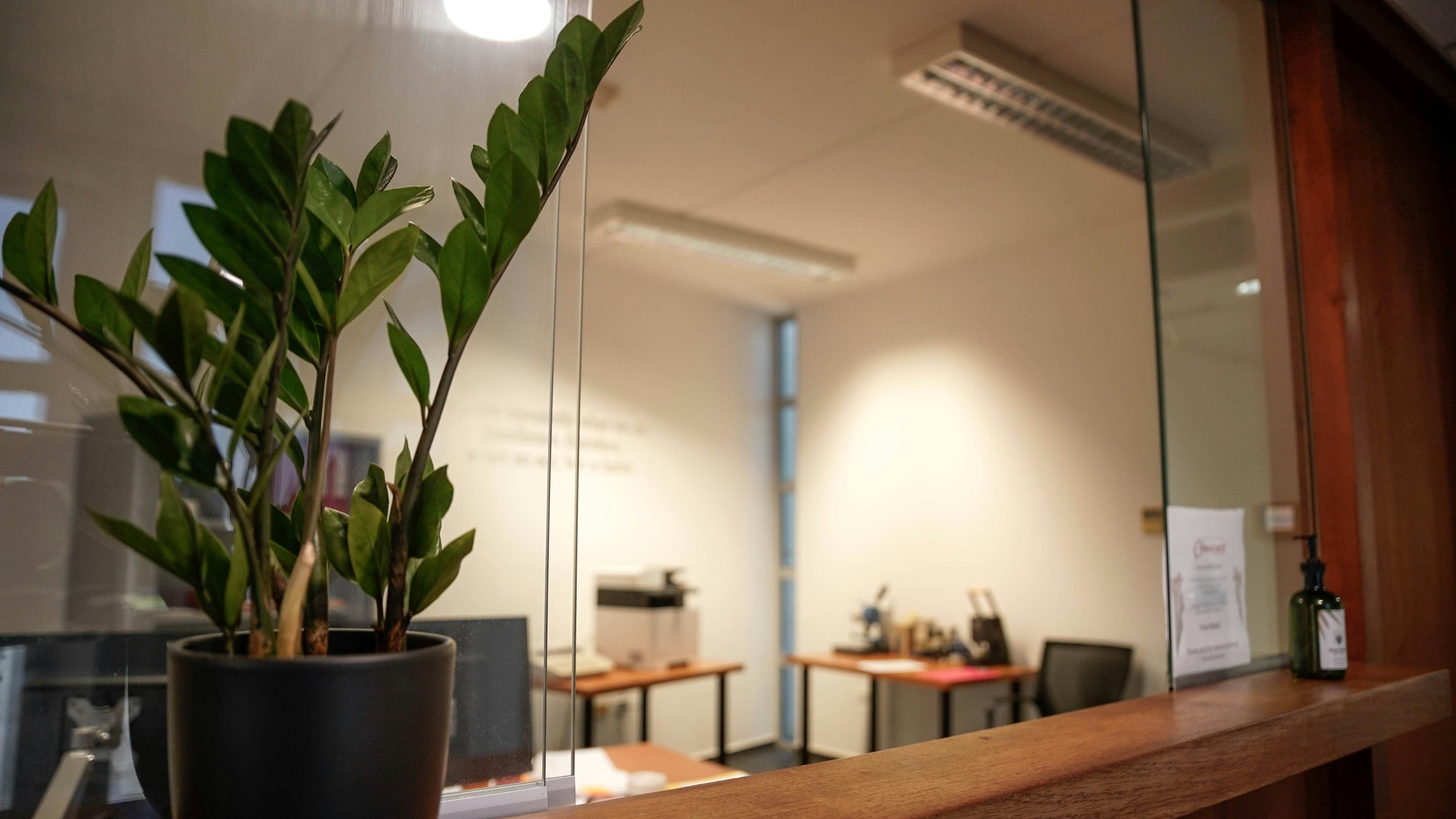 A potted plant on a wooden desk symbolising eco-friendly office supplies